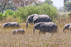 walking elephants