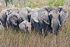 walking elephants