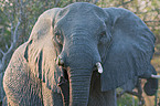 elephant portrait