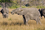 elephants