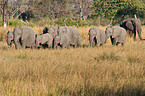 walking elephants