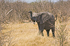 young elephant