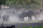 elephants