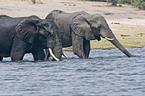bathing elephants