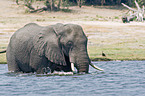 bathing elephant