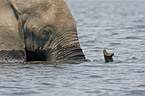 elephant portrait