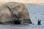 elephant portrait