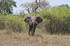 elephant