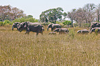 walking elephants