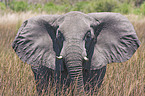 elephant portrait