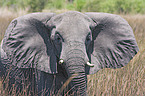 elephant portrait