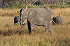 elephants