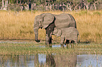 elephants