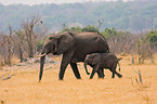 walking elephants