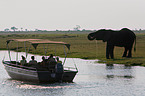 drinking elephant