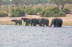 bathing elephants