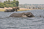 bathing elephants