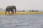 walking elephants