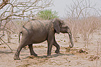 walking elephant