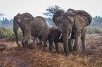 Elephants in the rain