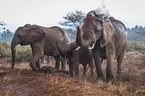 Elephants in the rain