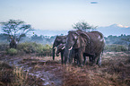 Elephants in the rain