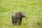4 months old baby elephant