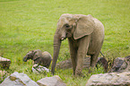 4 months old baby elephant