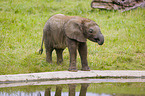4 months old baby elephant
