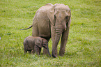 4 months old baby elephant