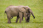 4 months old baby elephant