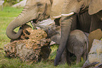 4 months old baby elephant