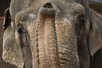 elephant detail
