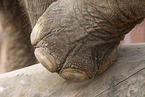 elephant detail
