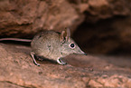 elephant shrew