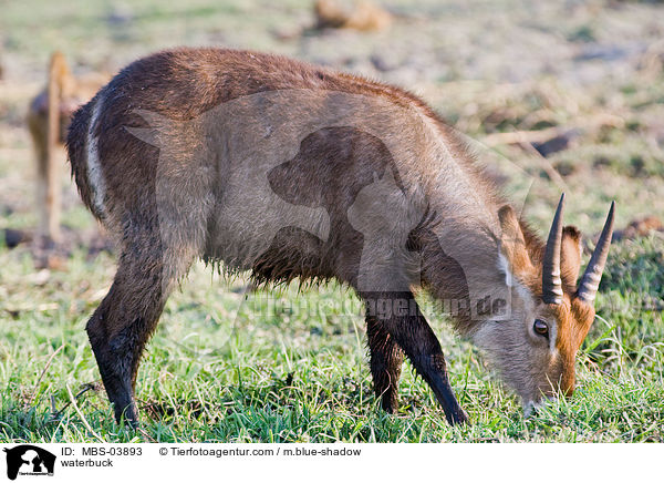 waterbuck / MBS-03893