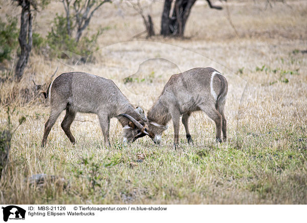 kmpfende Ellipsenwasserbcke / fighting Ellipsen Waterbucks / MBS-21126