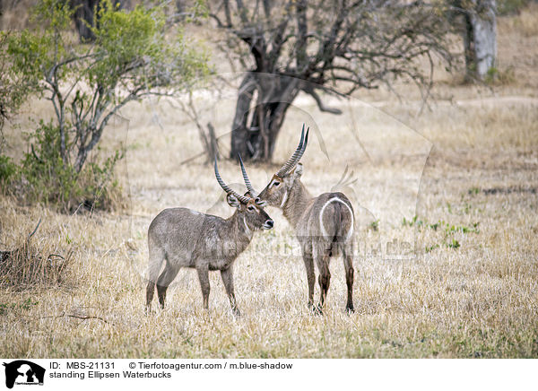 stehende Ellipsenwasserbcke / standing Ellipsen Waterbucks / MBS-21131