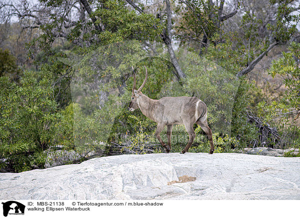 walking Ellipsen Waterbuck / MBS-21138