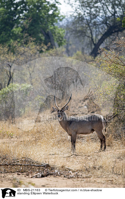 standing Ellipsen Waterbuck / MBS-21163