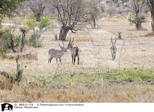 Ellipsen Waterbucks / MBS-21178