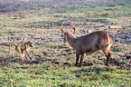 waterbuck