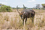 waterbuck