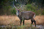 ellipsen waterbuck