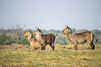 standing Ellipsen Waterbuck