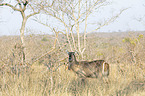 standing Ellipsen Waterbucks