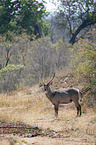 standing Ellipsen Waterbuck