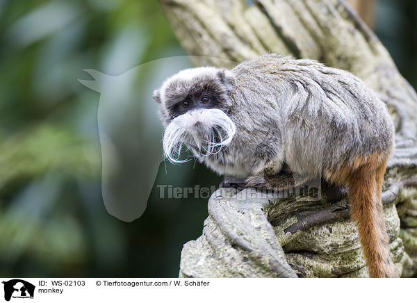 monkey / WS-02103