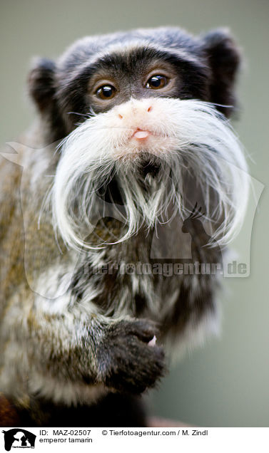 emperor tamarin / MAZ-02507