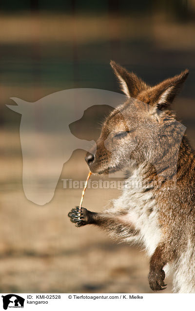Bennettknguru / kangaroo / KMI-02528